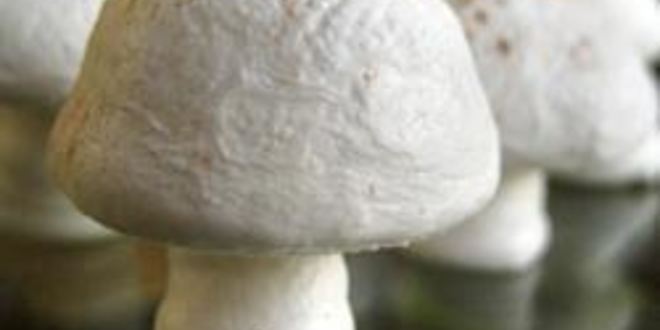 Рецепт грибочков из безе