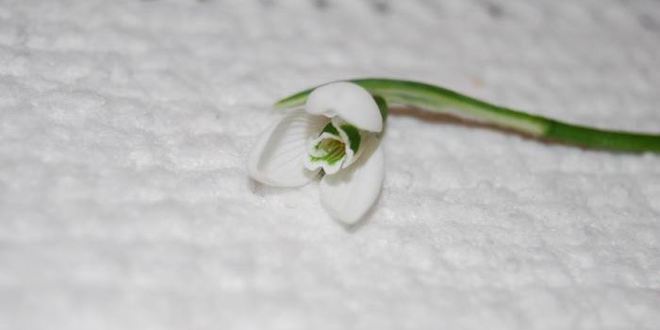 Рецепт десерта подснежник