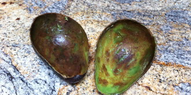 Рецепт шоколадного мороженого с авокадо