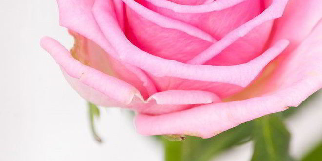 Рецепт малинового мусса с ароматом розы