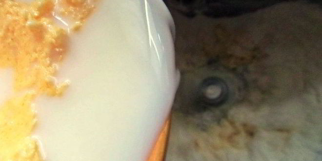 Рецепт пасхальной косы с цукатами