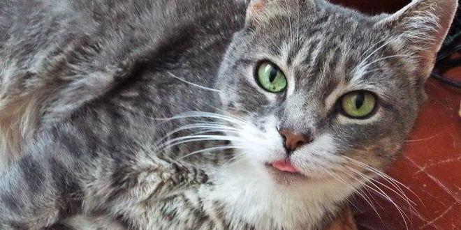 Рецепт пудинга из рисовых хлопьев с корицей