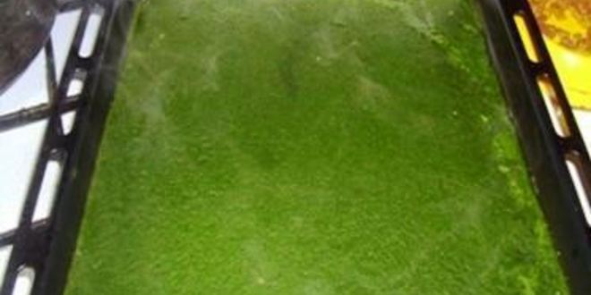 Рецепт рыбного рулета-суфле со шпинатом