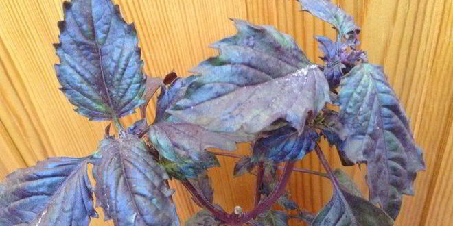 Рецепт овощной долмы