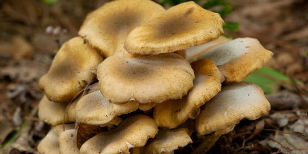 Как приготовить осенние опята тушенные в сметане