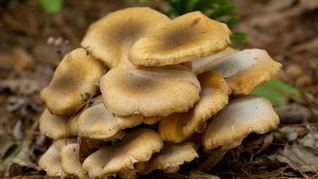 Рецепт Осенних опят тушенных в сметане