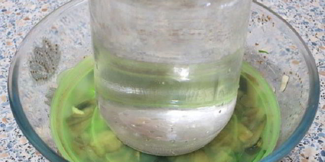 Рецепт соленых шампиньонов