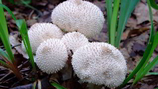 Рецепт Тушеных дождевиков