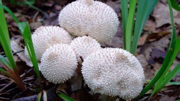 Рецепт Тушеных дождевиков