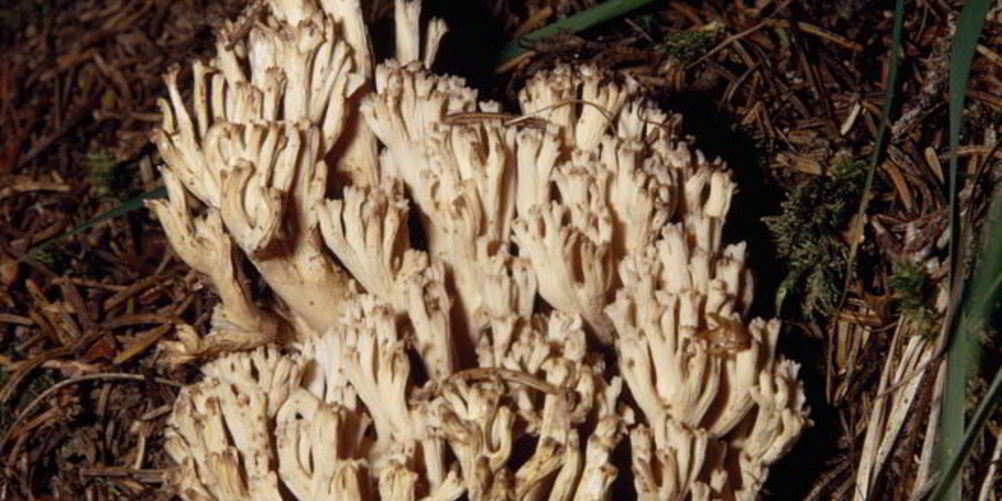 Как приготовить вареные грибы рогатики