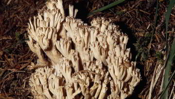 Рецепт Вареных Грибов рогатики