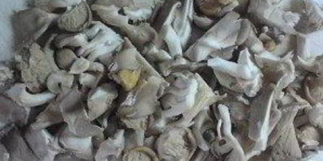 Рецепт вешенок, жареных с картошкой