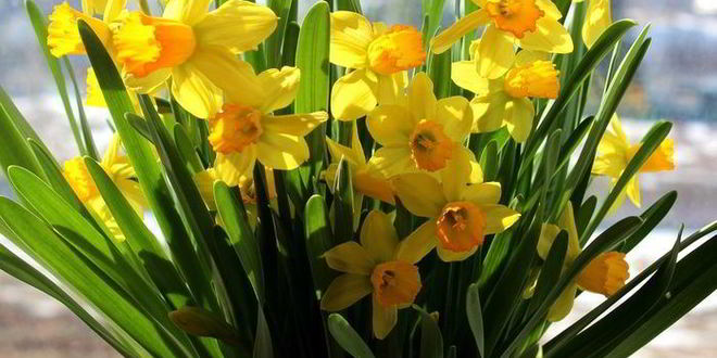 Рецепт баранины в вине с маслинами и шалфеем