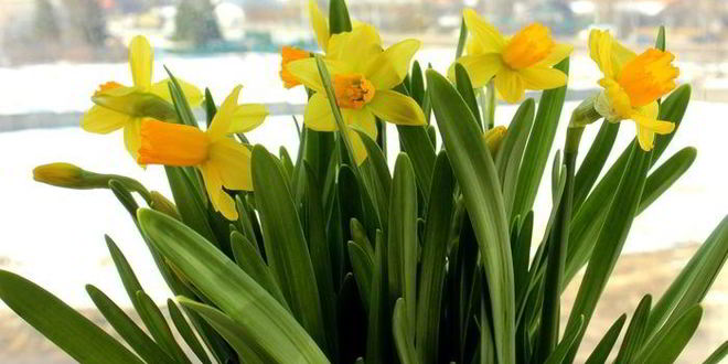 Рецепт баранины в вине с маслинами и шалфеем