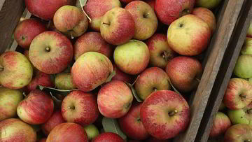 Рецепт Печени с яблоками