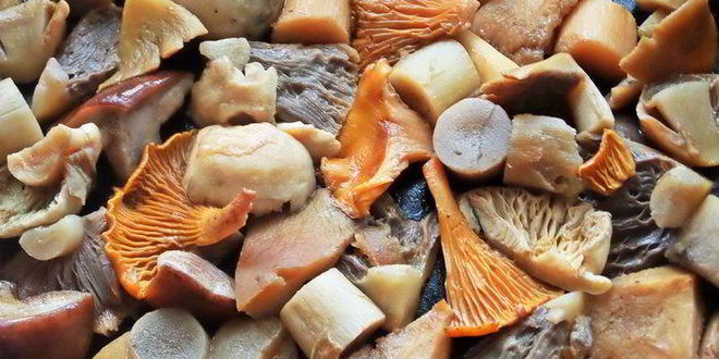 Рецепт грибного рагу с овощами