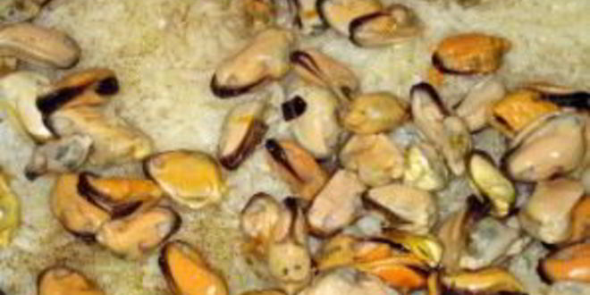 Рецепт ризотто с мидиями