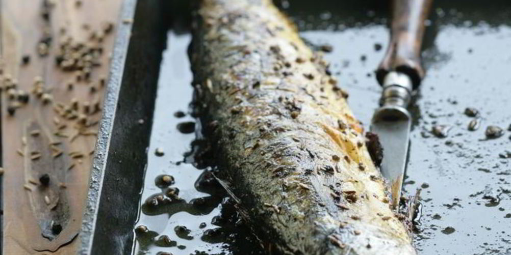 Как приготовить скумбрию в специях на гриле