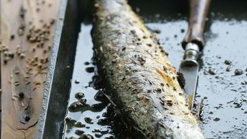 Рецепт Скумбрии в специях на гриле