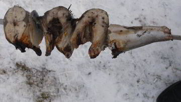 Рецепт Шашлыка из скумбрии