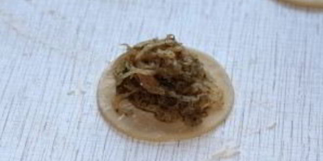 Рецепт вареников с квашеной капустой