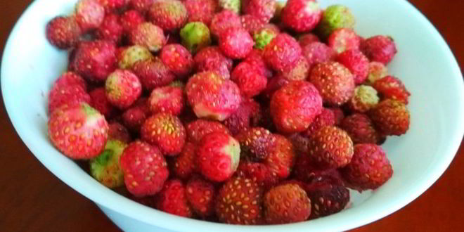 Рецепт вареников с лесной земляникой