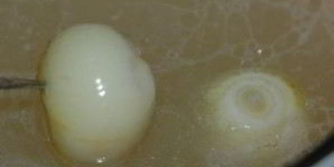 Рецепт гороховой каши с мясом