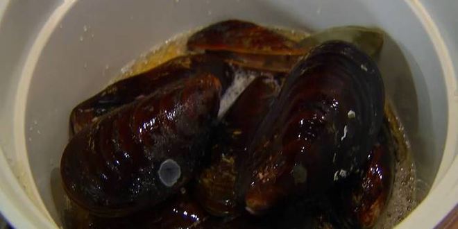 Рецепт поленты с мидиями и беконом