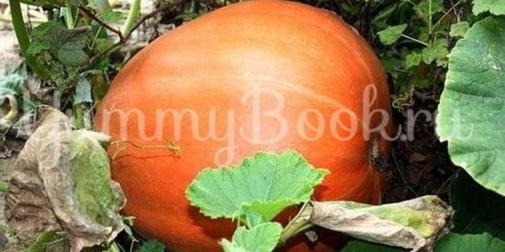 Как приготовить пшенную кашу с тыквой