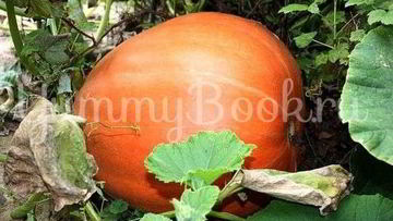 Рецепт Пшенной каши с тыквой