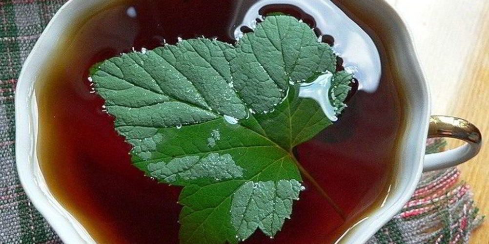Как приготовить чай с листьями смородины