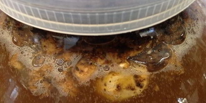 Рецепт кваса для настроения велкам ту шамбала