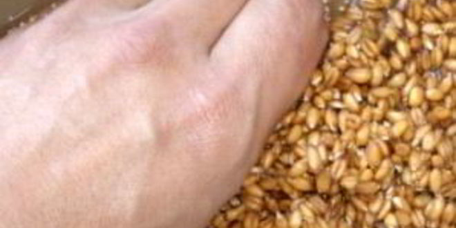 Рецепт кваса из пшеницы