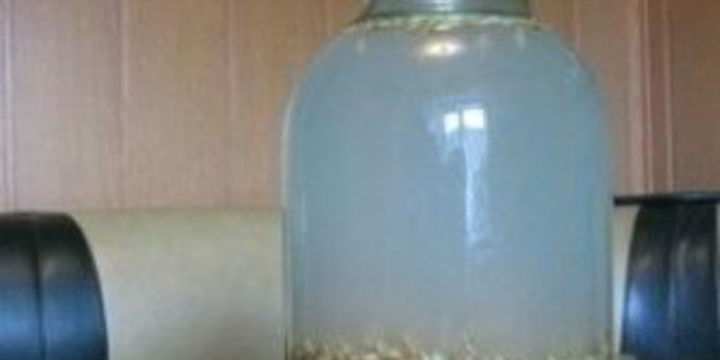 Рецепт кваса из ячменя