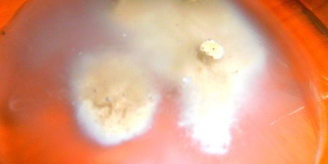 Рецепт медового кваса