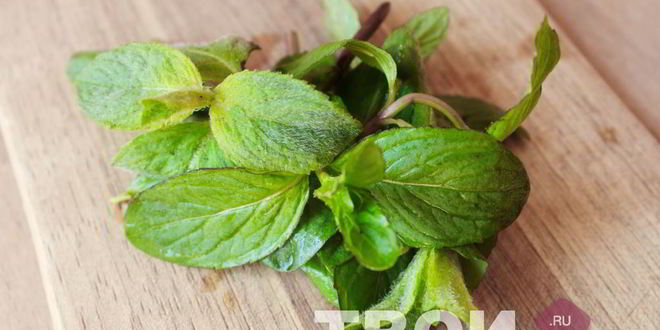 Рецепт лимонада с мятой