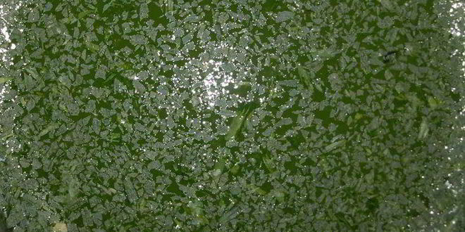 Рецепт лимонада тархун