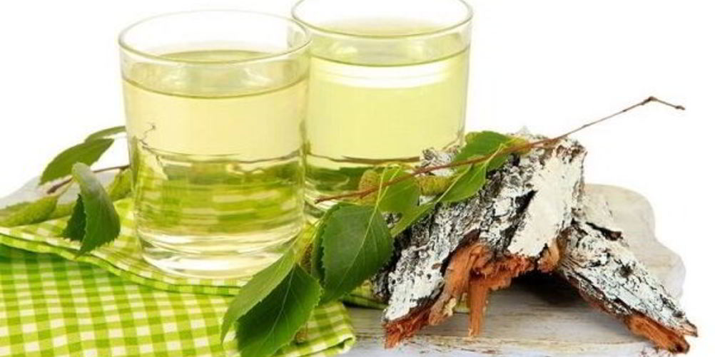 Как приготовить настойку на березовых почках