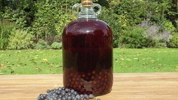 Рецепт Вина из терна