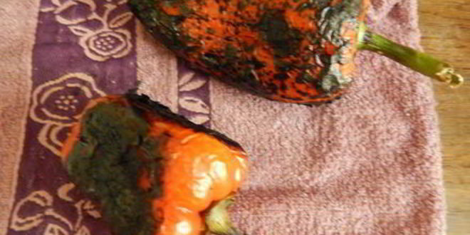 Рецепт салата из баклажан