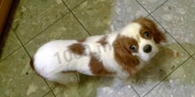 Рецепт салата цезарь с курицей и пармезаном