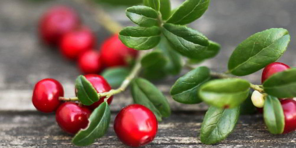 Как приготовить брусничный соус к мясу