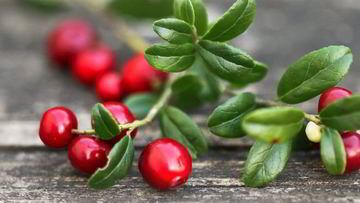 Рецепт Брусничного соуса к мясу