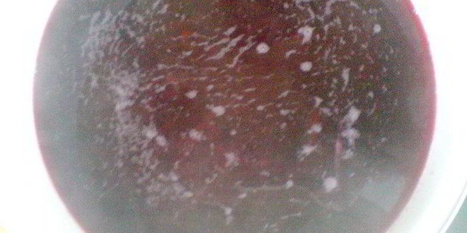 Рецепт борща красного холодного