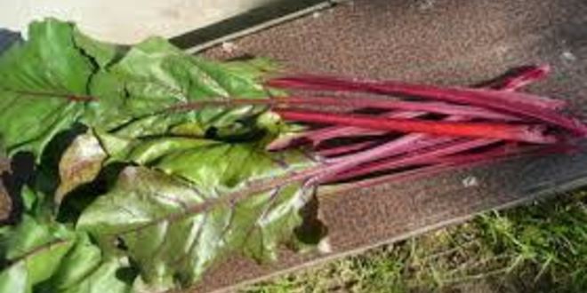 Рецепт борща свекольного