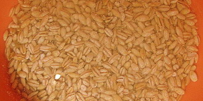 Рецепт рассольника с телятиной и сушеными грибами