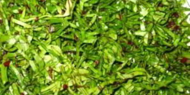 Рецепт свекольника с ботвой