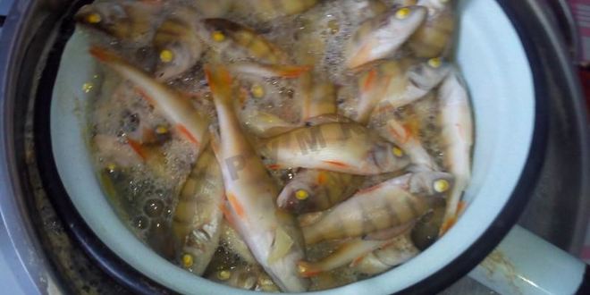 Рецепт рыбного супа уха из окуня