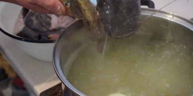 Рецепт сборной ухи из сома и ерша-носаря
