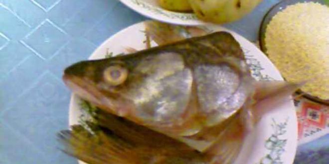 Рецепт ухи из судака